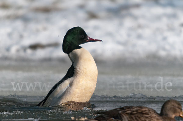 Gänsesäger (Mergus merganser)