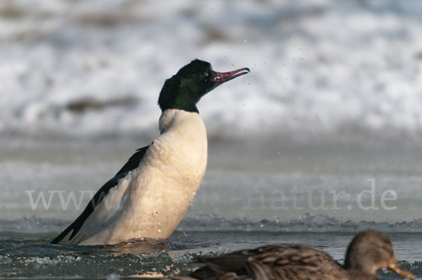 Gänsesäger (Mergus merganser)