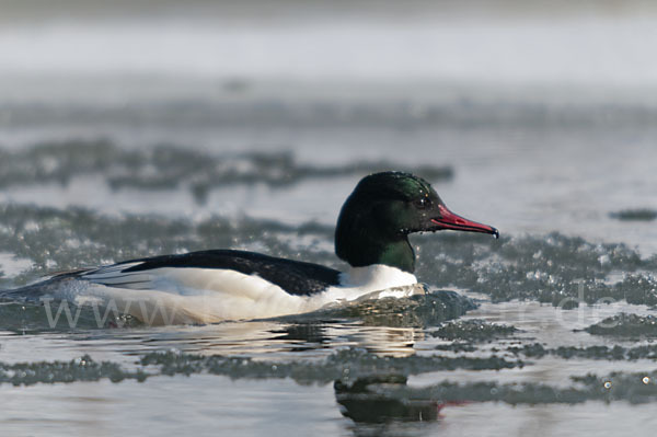 Gänsesäger (Mergus merganser)