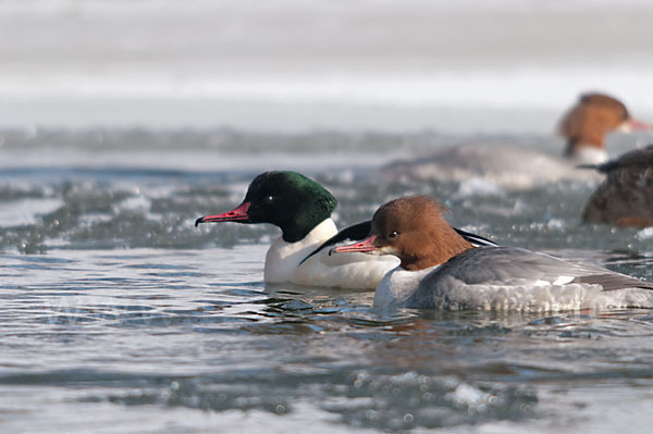 Gänsesäger (Mergus merganser)