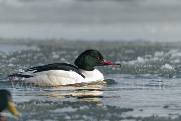 Gänsesäger (Mergus merganser)