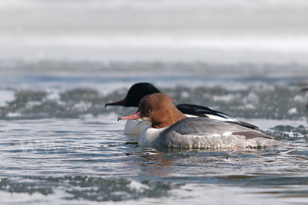 Gänsesäger (Mergus merganser)