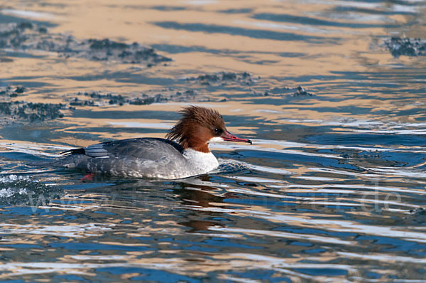 Gänsesäger (Mergus merganser)