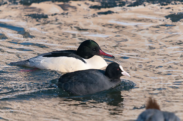 Gänsesäger (Mergus merganser)