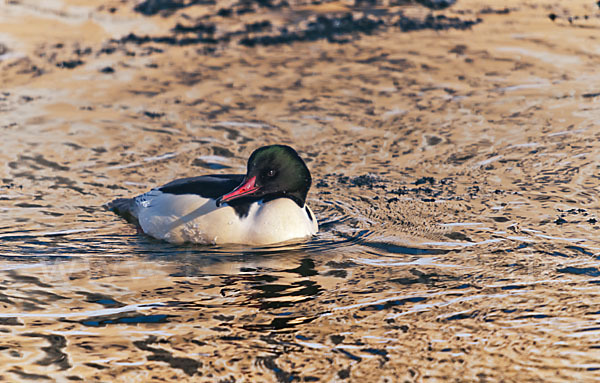 Gänsesäger (Mergus merganser)