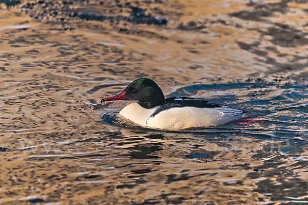 Gänsesäger (Mergus merganser)