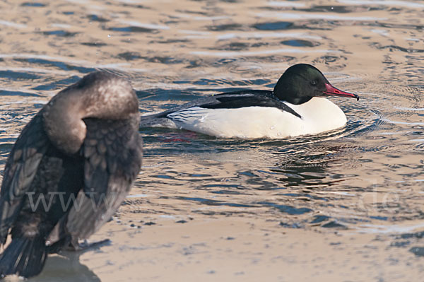 Gänsesäger (Mergus merganser)