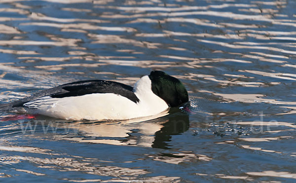 Gänsesäger (Mergus merganser)