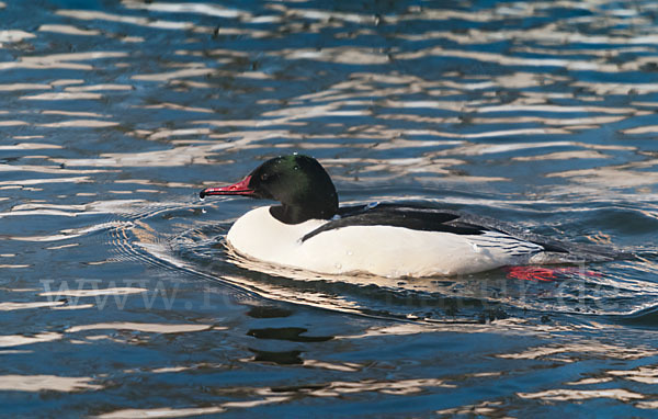 Gänsesäger (Mergus merganser)