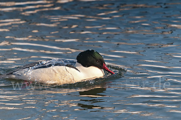 Gänsesäger (Mergus merganser)