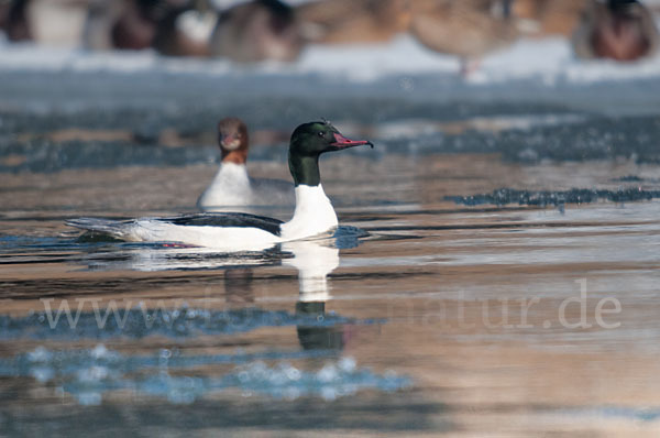 Gänsesäger (Mergus merganser)