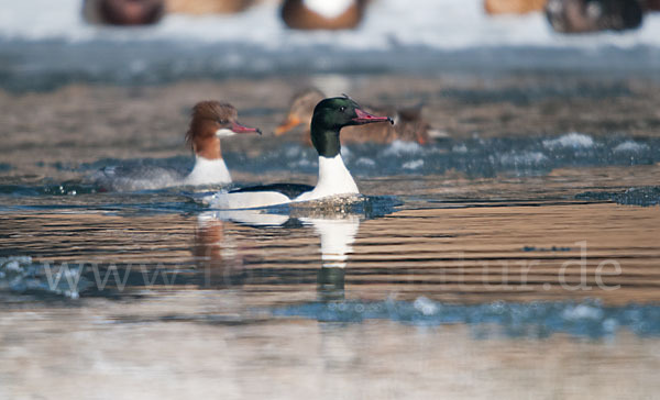 Gänsesäger (Mergus merganser)