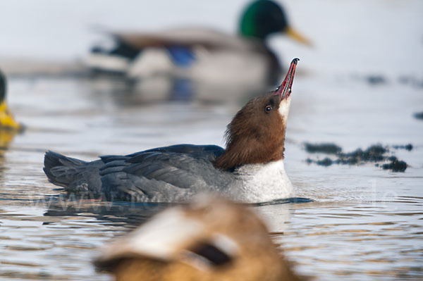 Gänsesäger (Mergus merganser)