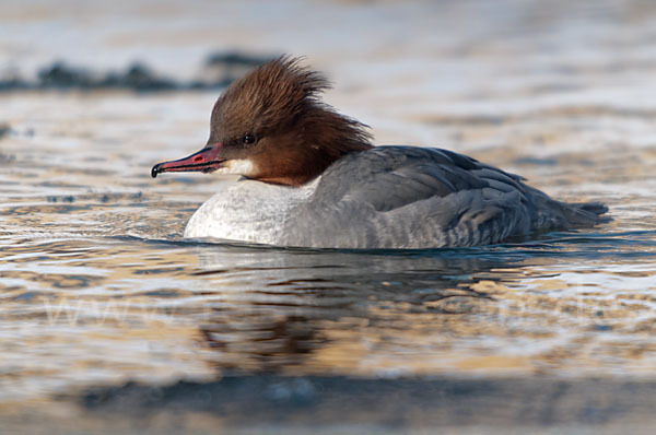 Gänsesäger (Mergus merganser)