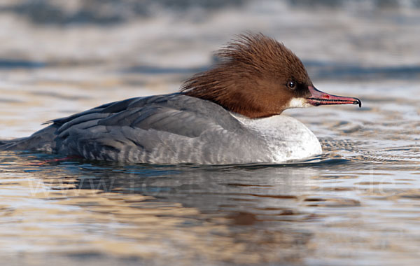 Gänsesäger (Mergus merganser)