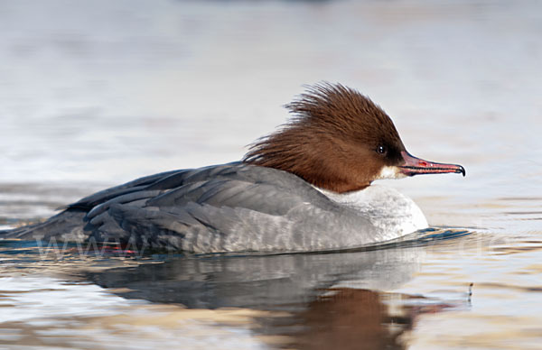 Gänsesäger (Mergus merganser)