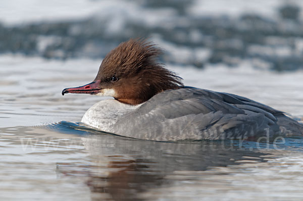 Gänsesäger (Mergus merganser)