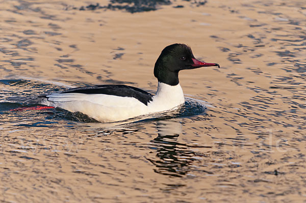 Gänsesäger (Mergus merganser)