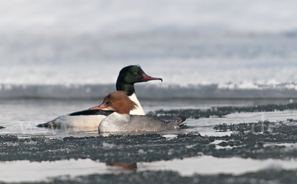 Gänsesäger (Mergus merganser)