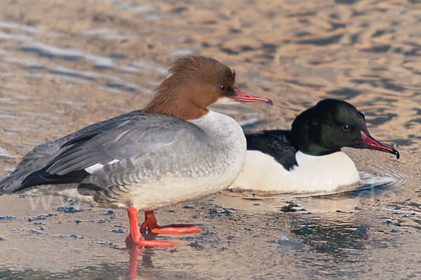 Gänsesäger (Mergus merganser)