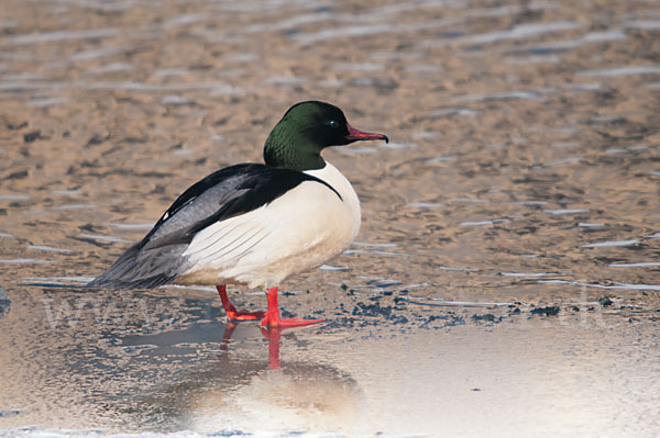 Gänsesäger (Mergus merganser)