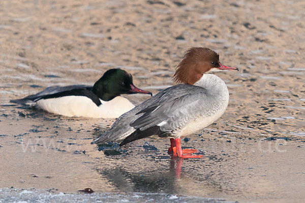 Gänsesäger (Mergus merganser)