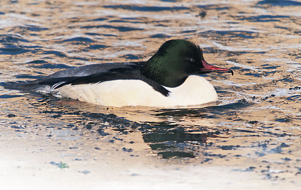 Gänsesäger (Mergus merganser)