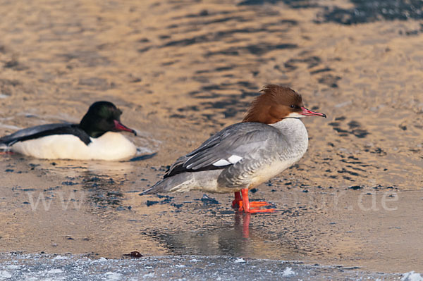 Gänsesäger (Mergus merganser)