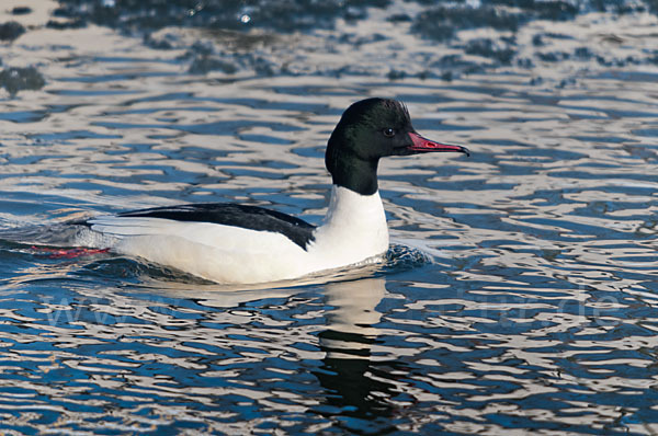 Gänsesäger (Mergus merganser)