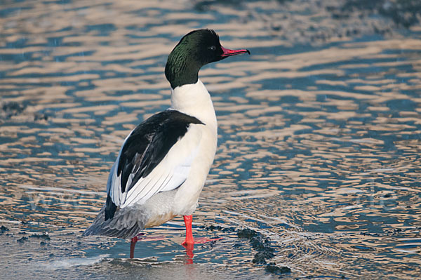 Gänsesäger (Mergus merganser)