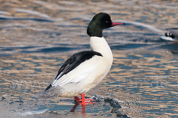 Gänsesäger (Mergus merganser)