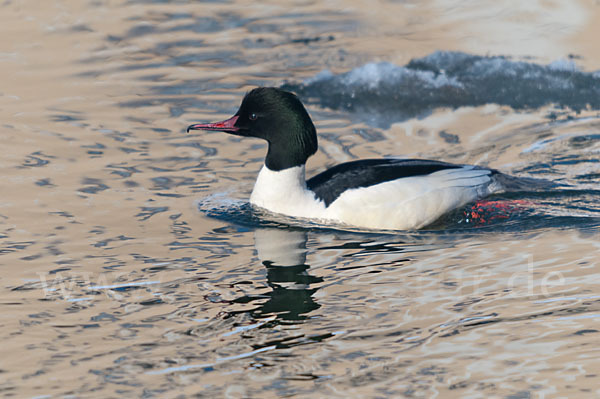 Gänsesäger (Mergus merganser)