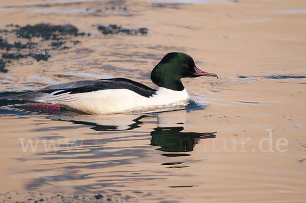 Gänsesäger (Mergus merganser)