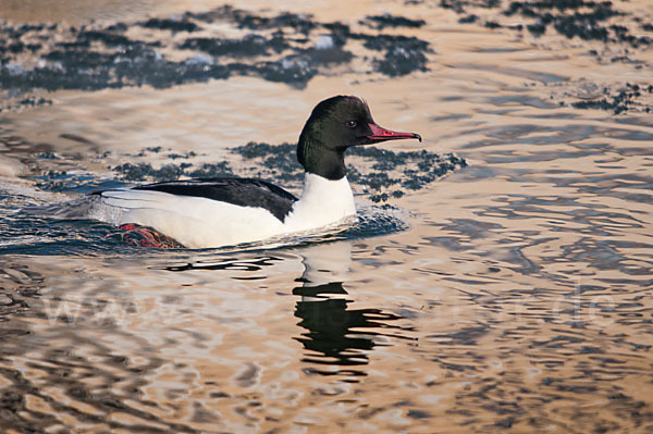 Gänsesäger (Mergus merganser)