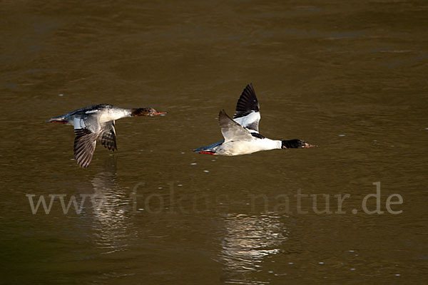 Gänsesäger (Mergus merganser)