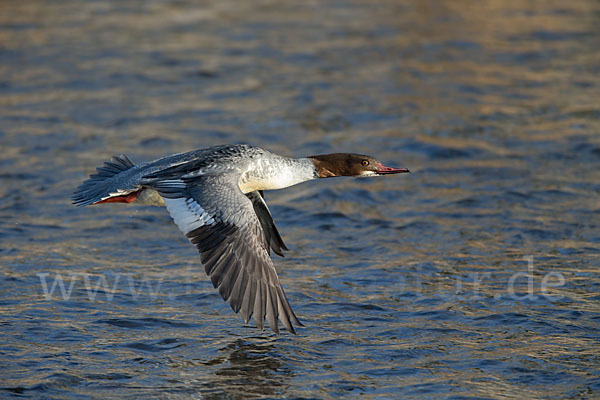 Gänsesäger (Mergus merganser)