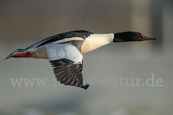 Gänsesäger (Mergus merganser)