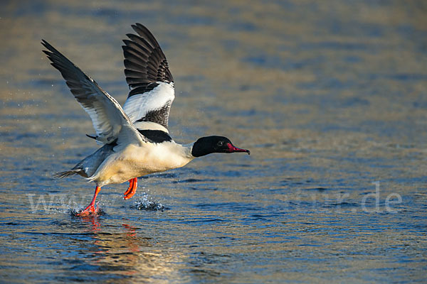 Gänsesäger (Mergus merganser)