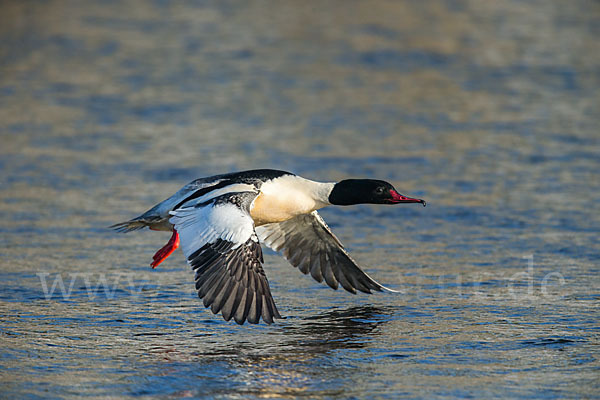 Gänsesäger (Mergus merganser)