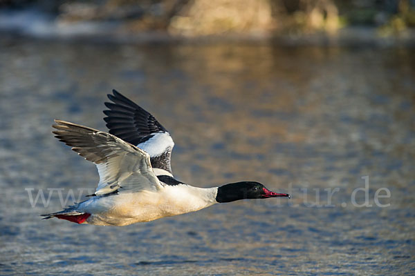 Gänsesäger (Mergus merganser)