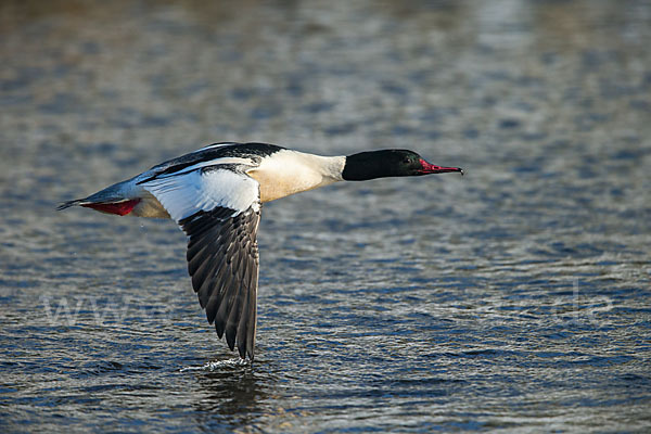 Gänsesäger (Mergus merganser)