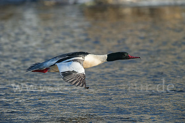 Gänsesäger (Mergus merganser)