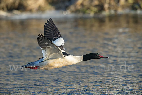 Gänsesäger (Mergus merganser)