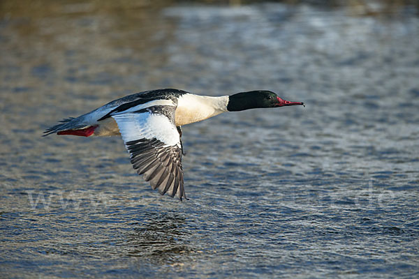 Gänsesäger (Mergus merganser)