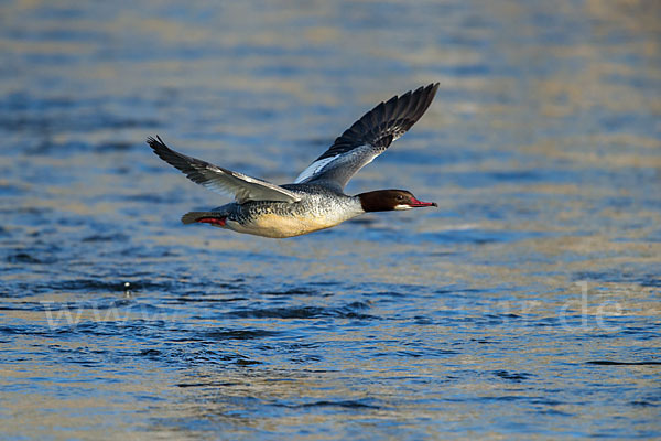 Gänsesäger (Mergus merganser)