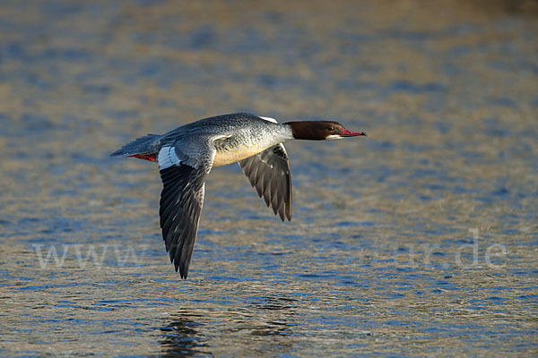 Gänsesäger (Mergus merganser)