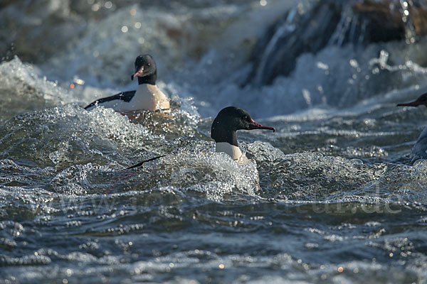 Gänsesäger (Mergus merganser)