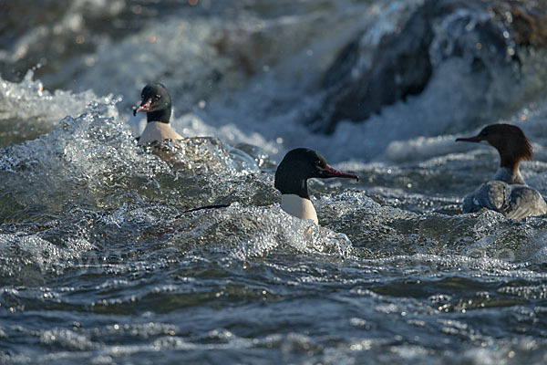 Gänsesäger (Mergus merganser)