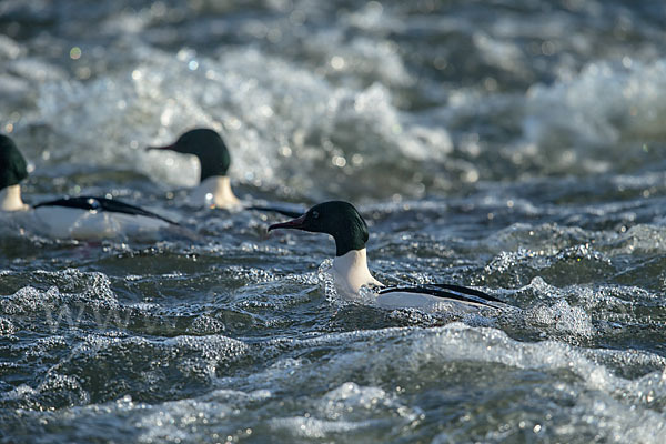 Gänsesäger (Mergus merganser)