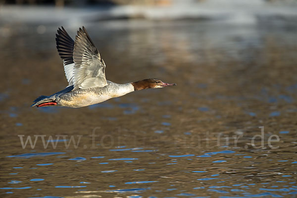 Gänsesäger (Mergus merganser)